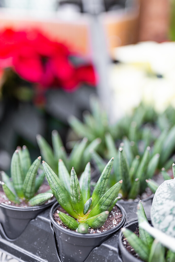 Snake Plant Hedgehog 4"