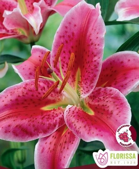 Florissa Lily Oriental Stargazer Package