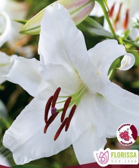 Florissa Lily Oriental Casablanca Package