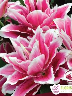 Florissa Lily Double Oriental Roselily Samantha