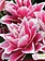 Florissa Lily Double Oriental Roselily Samantha
