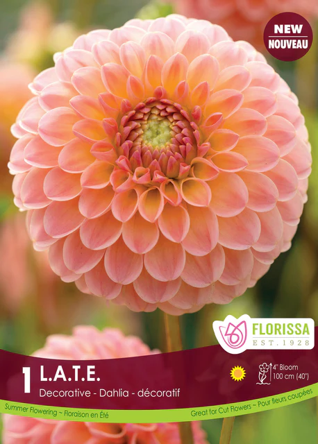 Florissa Dahlia Dec L.A.T.E Premium