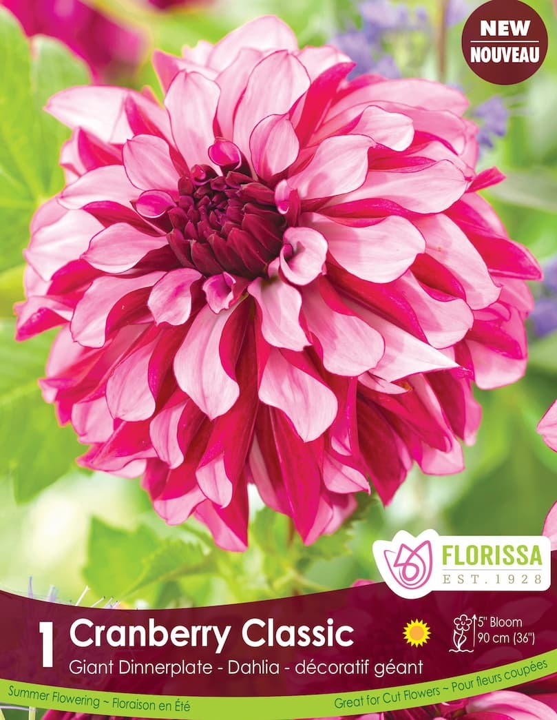 Florissa Dahlia Dec Cranberry Classic