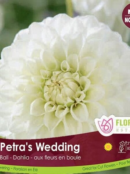 Florissa Dahlia Petra's Wedding Ball