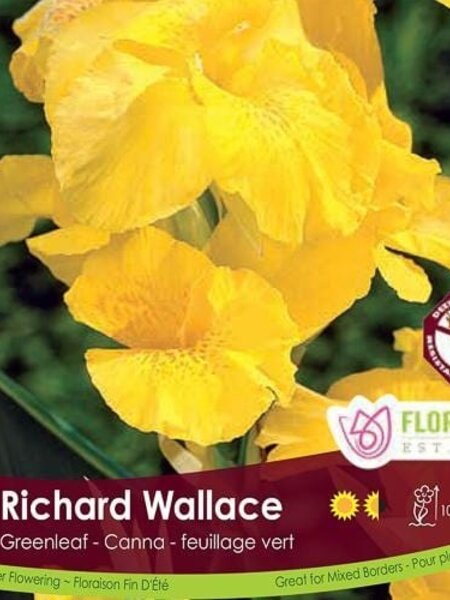 Florissa Canna Green Richard Wallace