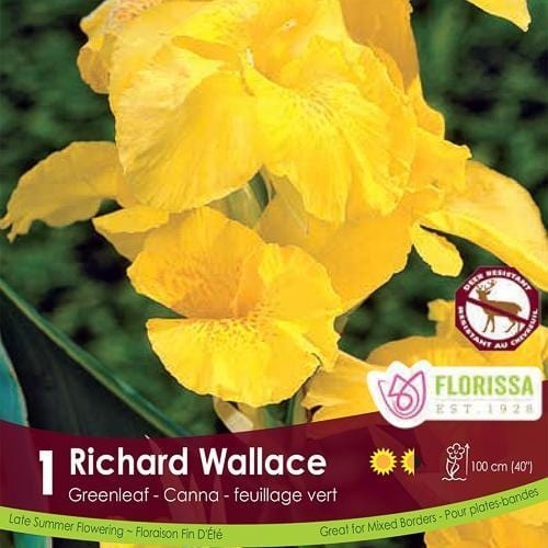 Florissa Canna Green Richard Wallace