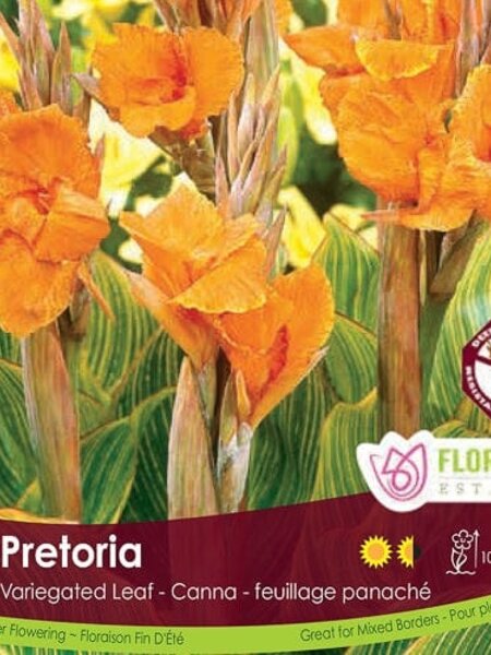 Florissa Canna Variegated Leaf Pretoria