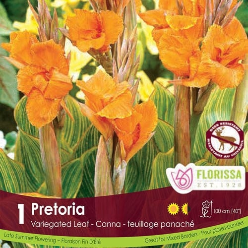 Florissa Canna Variegated Leaf Pretoria