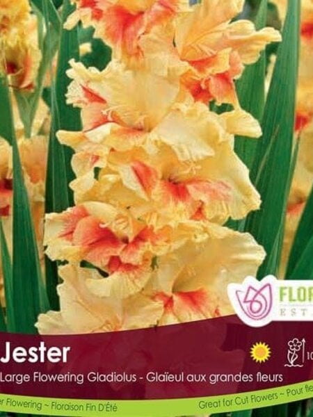 Florissa Gladiolus Jester
