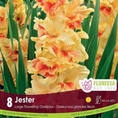 Florissa Gladiolus Jester