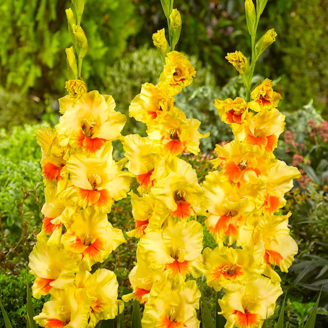 Florissa Gladiolus Jester