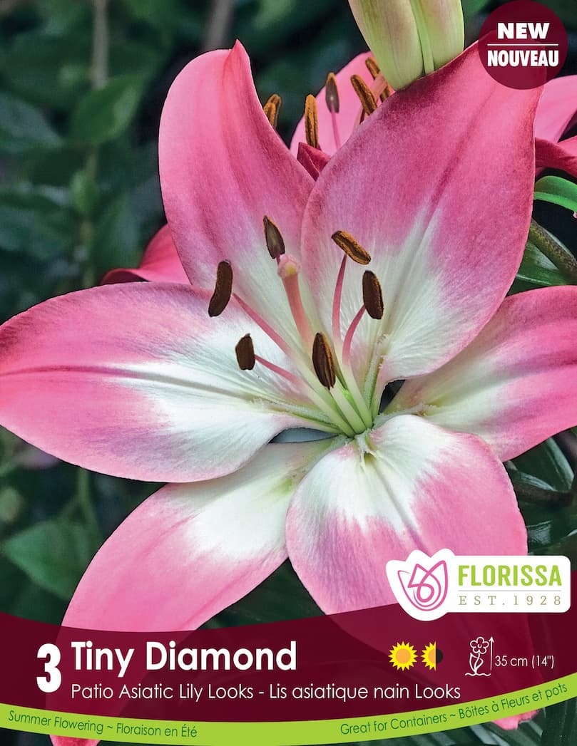 Florissa Lily Pot Tiny Diamond