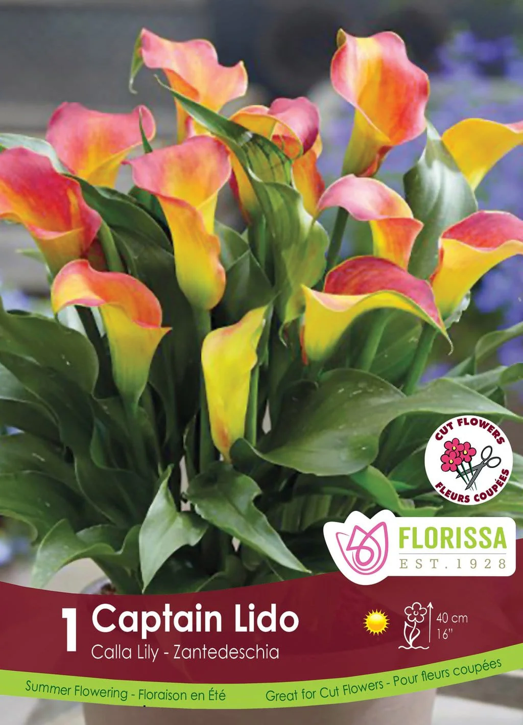 Florissa Calla Captain Lido