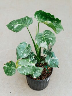 Monstera Thai Constellation