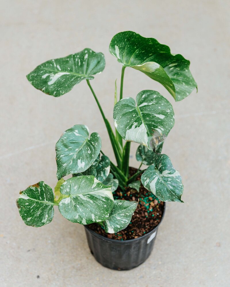Monstera Thai Constellation