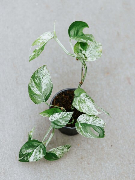 Epipremnum Pinnatum Marble Variegated 4"