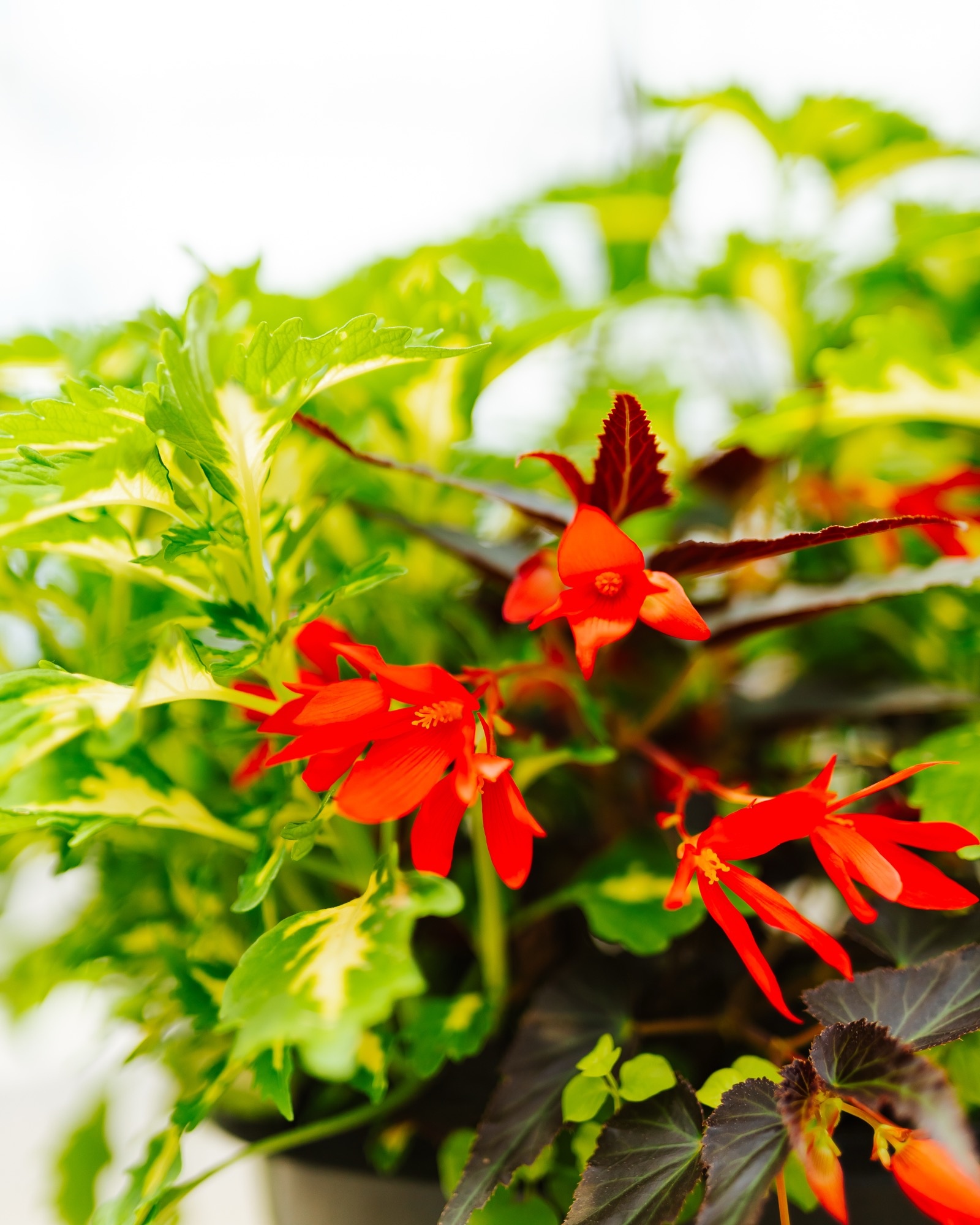 Single Ladies Slay #21 Hanging Basket 14" Shade