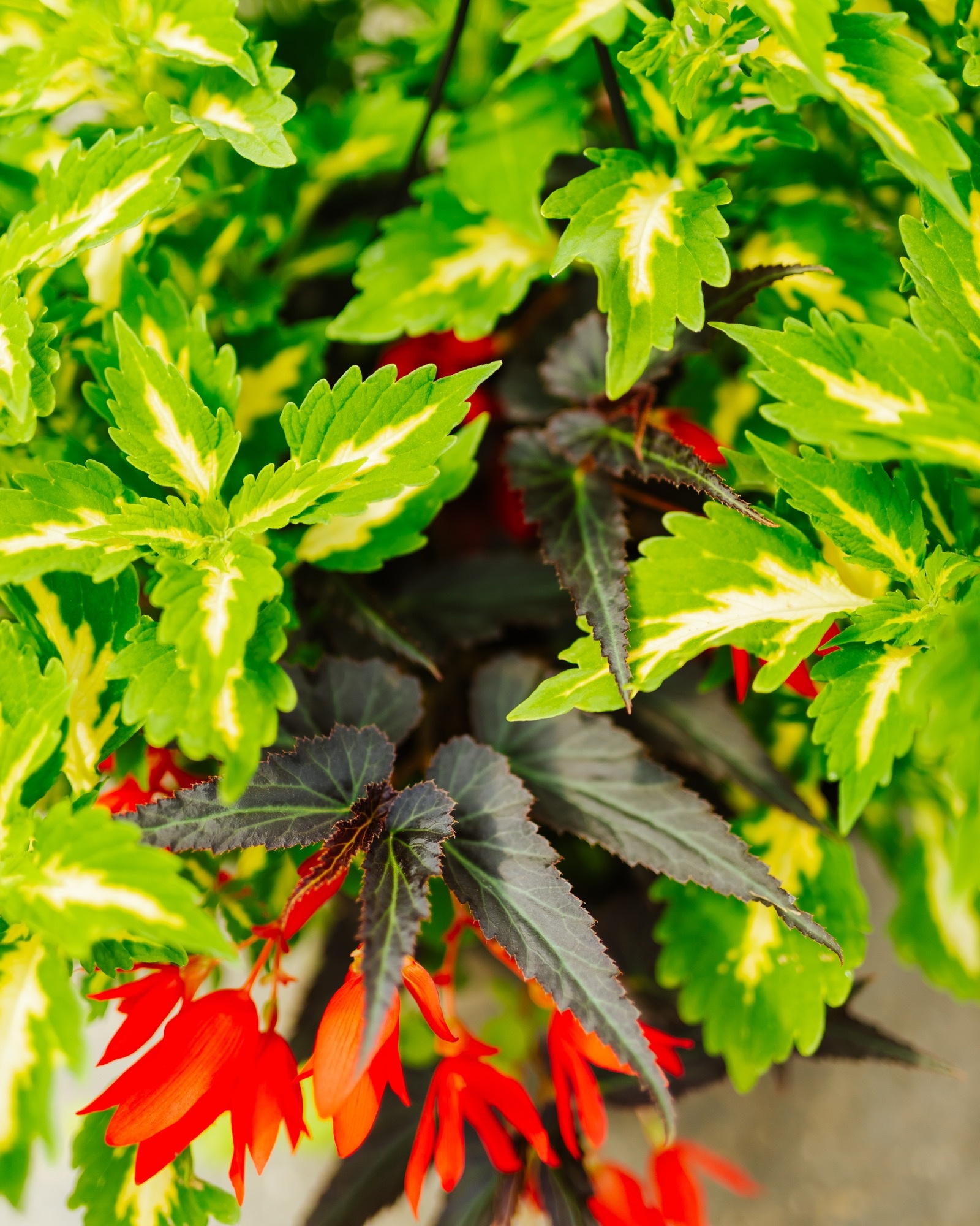 Single Ladies Slay #21 Hanging Basket 14" Shade