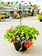 Single Ladies Slay #21 Hanging Basket 14" Shade
