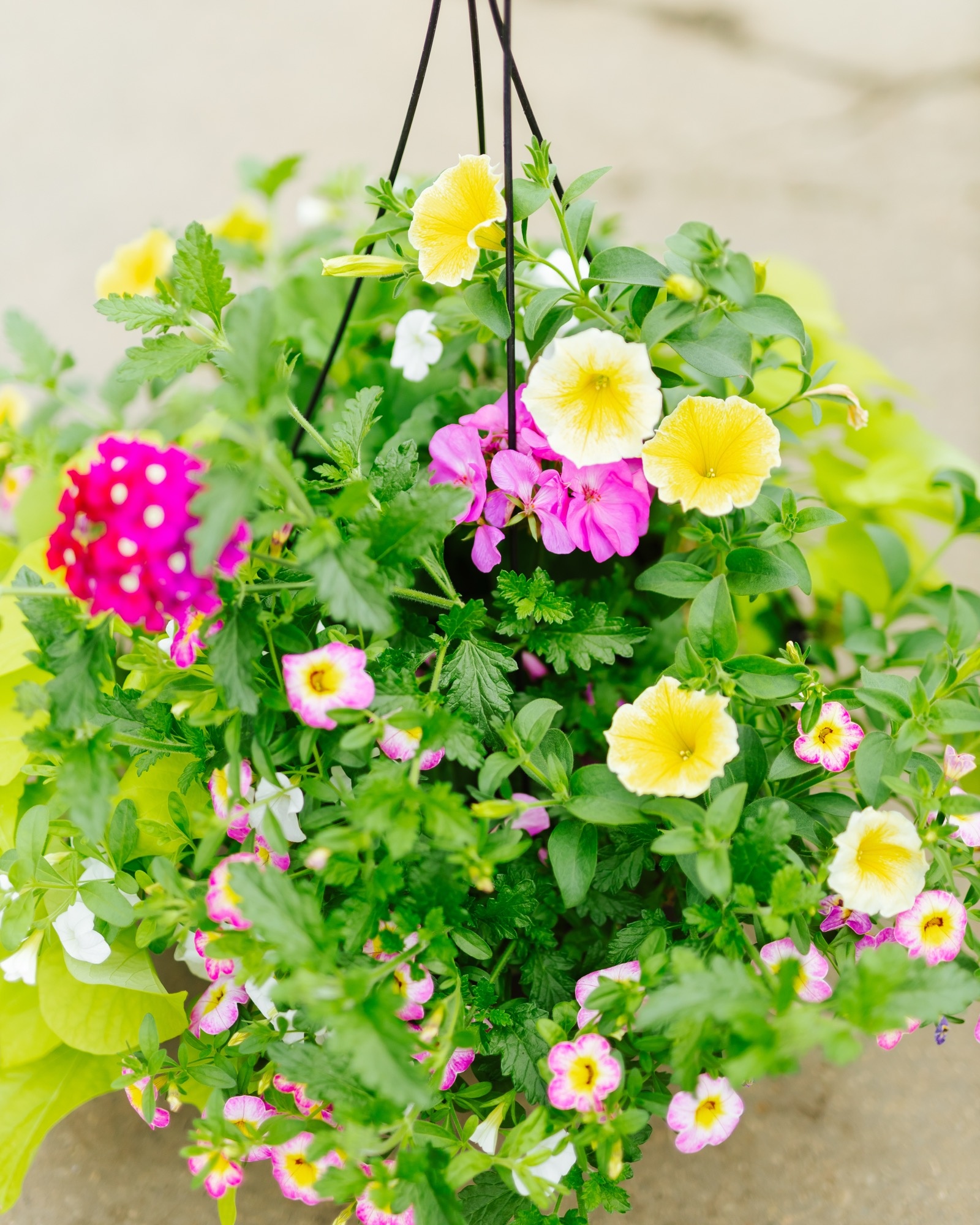 Great Escape #8 Hanging Basket 14" Sun