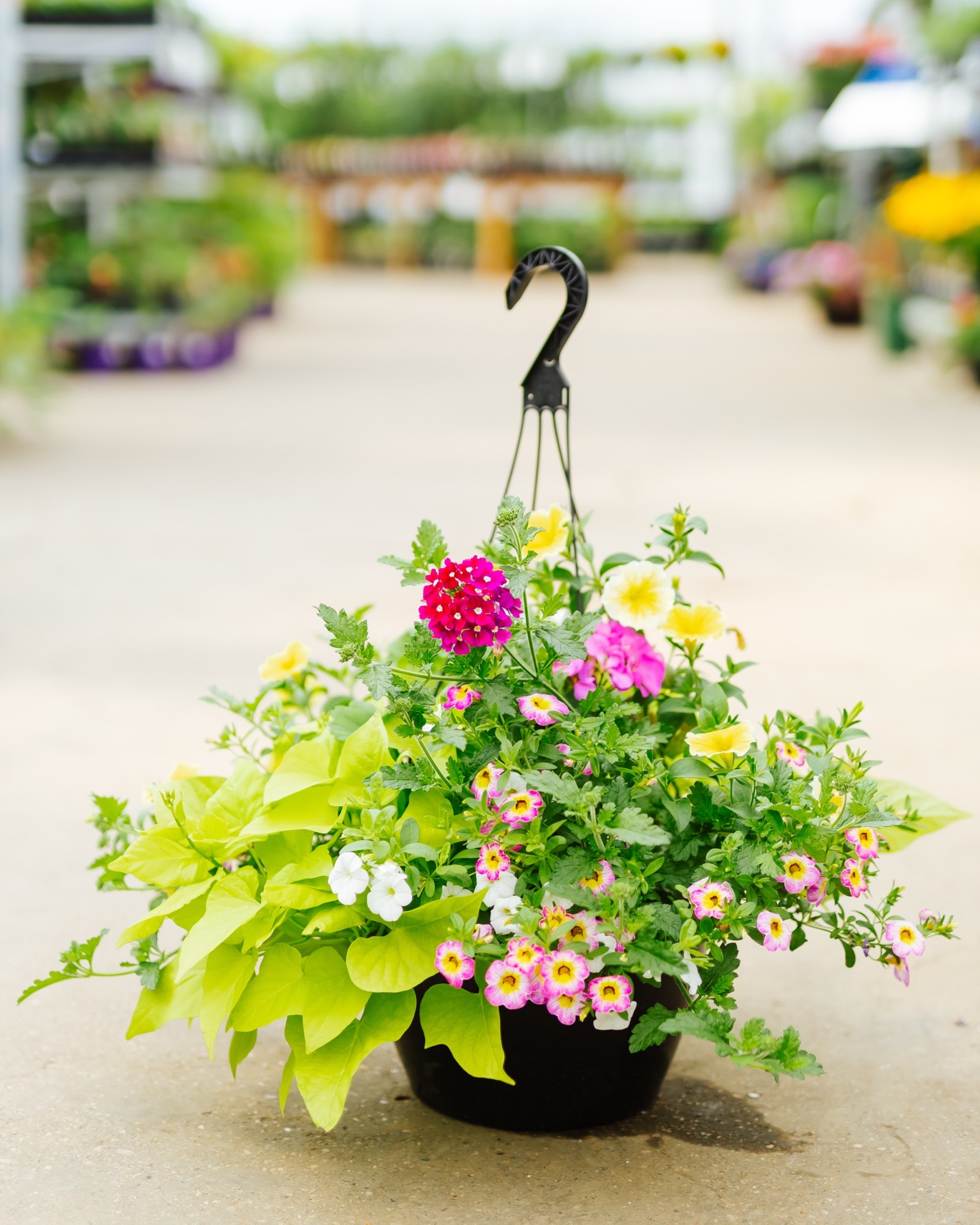 Great Escape #8 Hanging Basket 14" Sun