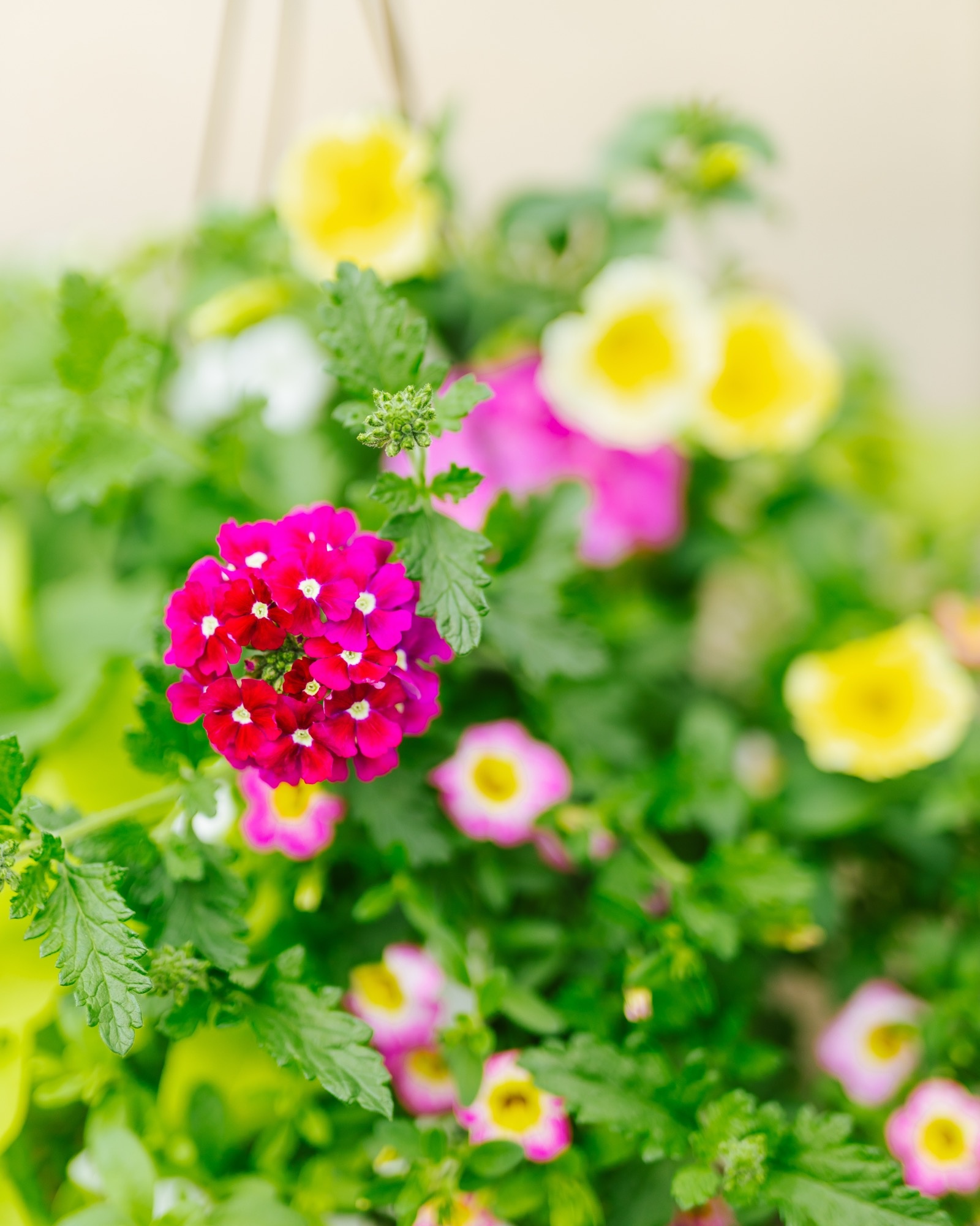 Great Escape #8 Hanging Basket 14" Sun