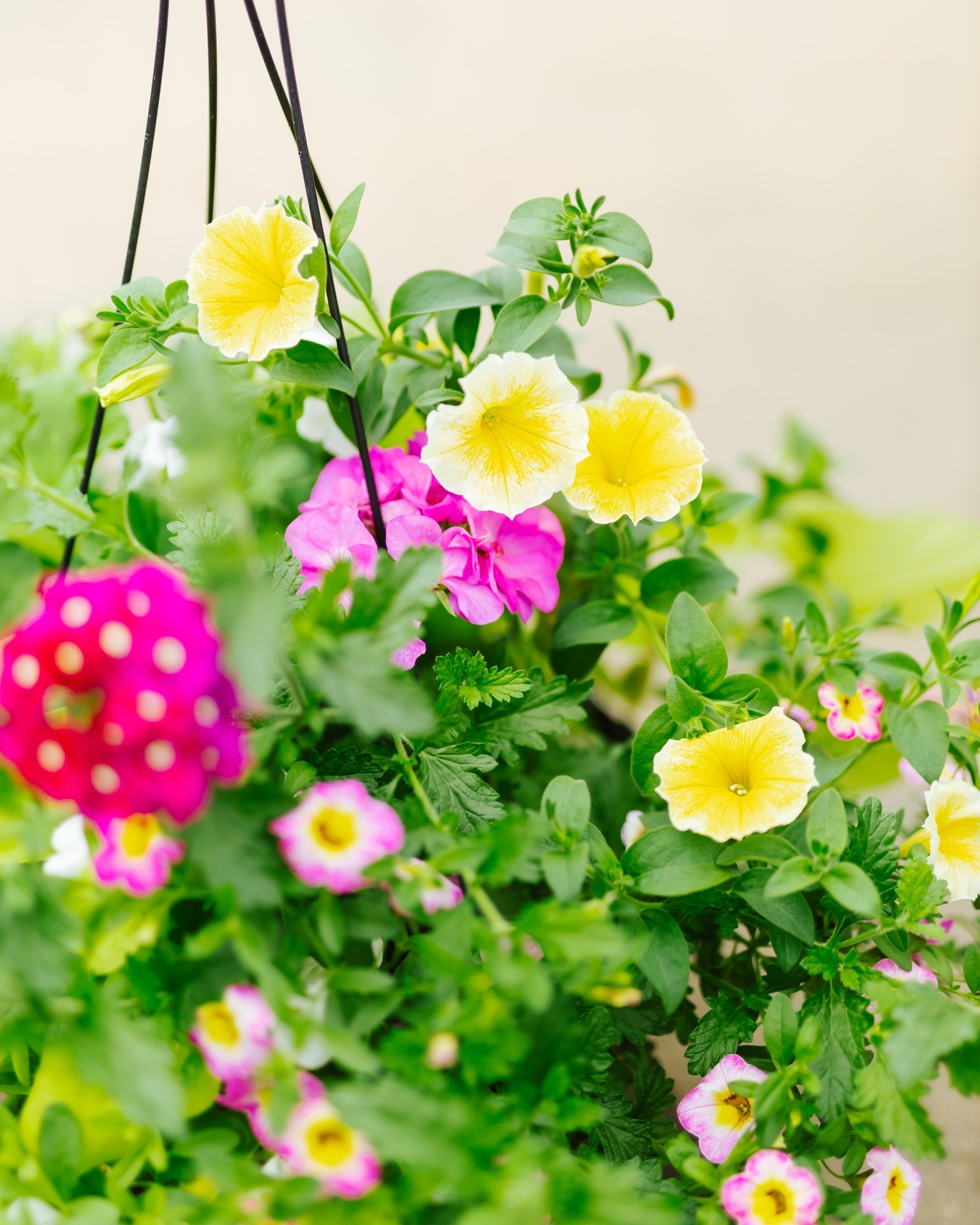 Great Escape #8 Hanging Basket 14" Sun