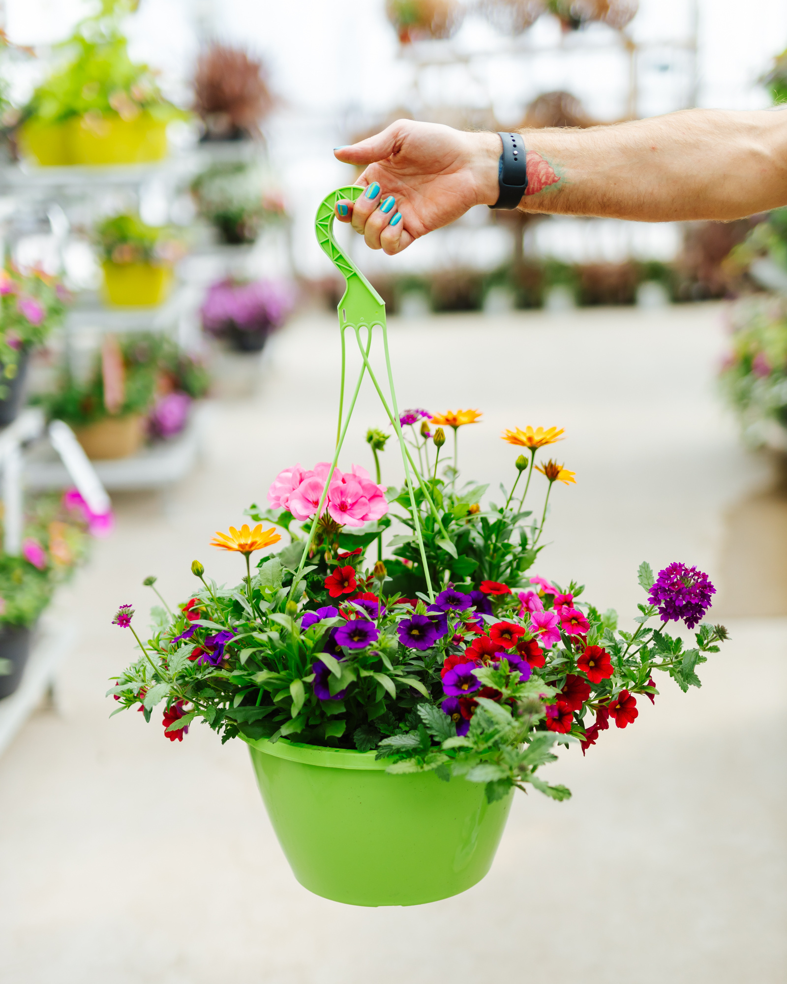 Plum Wine #5 Hanging Basket 14" Sun