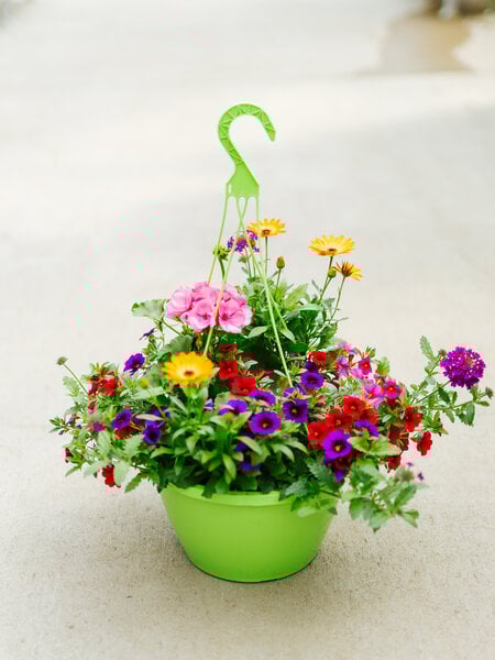 Plum Wine #5 Hanging Basket 14" Sun