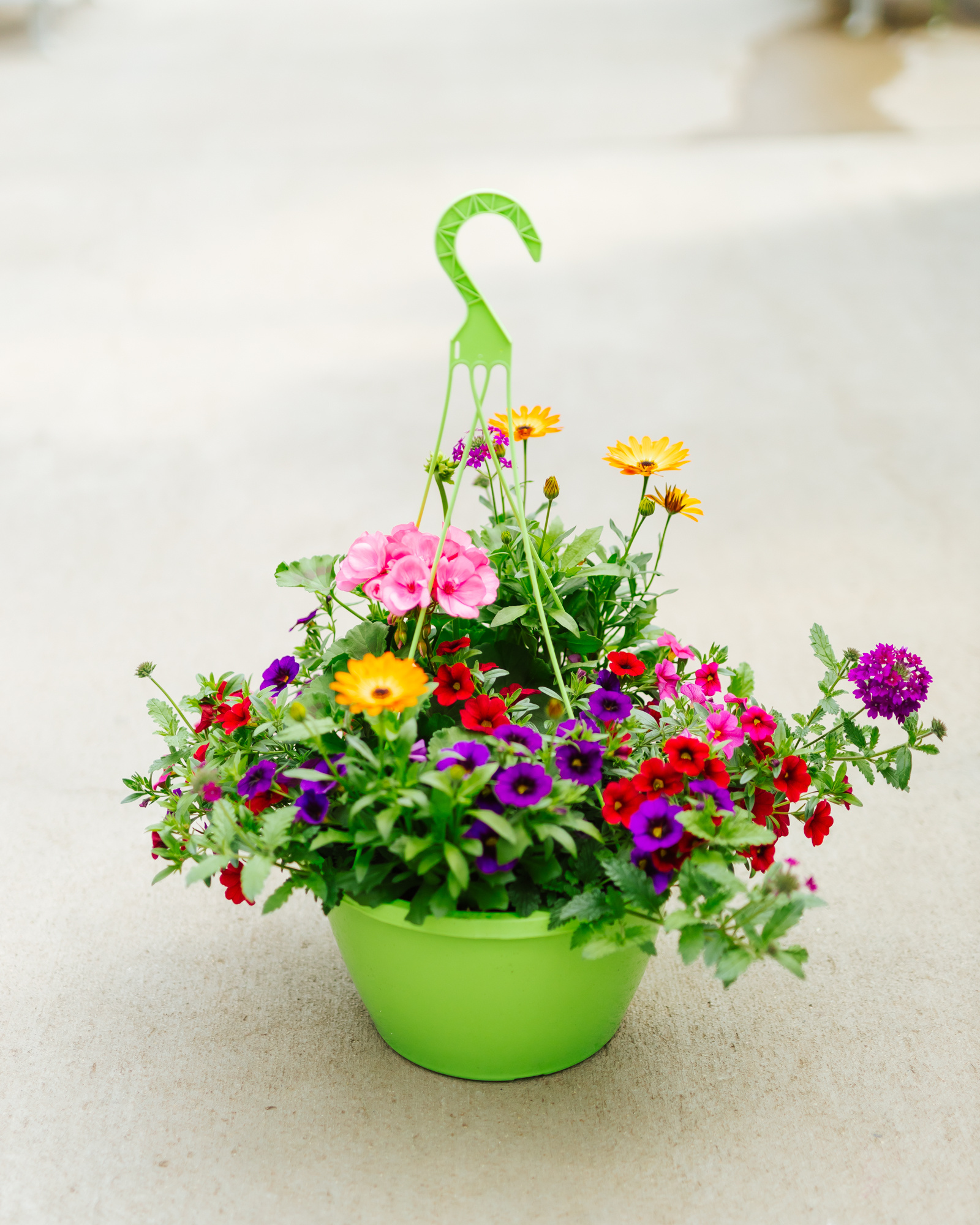 Plum Wine #5 Hanging Basket 14" Sun