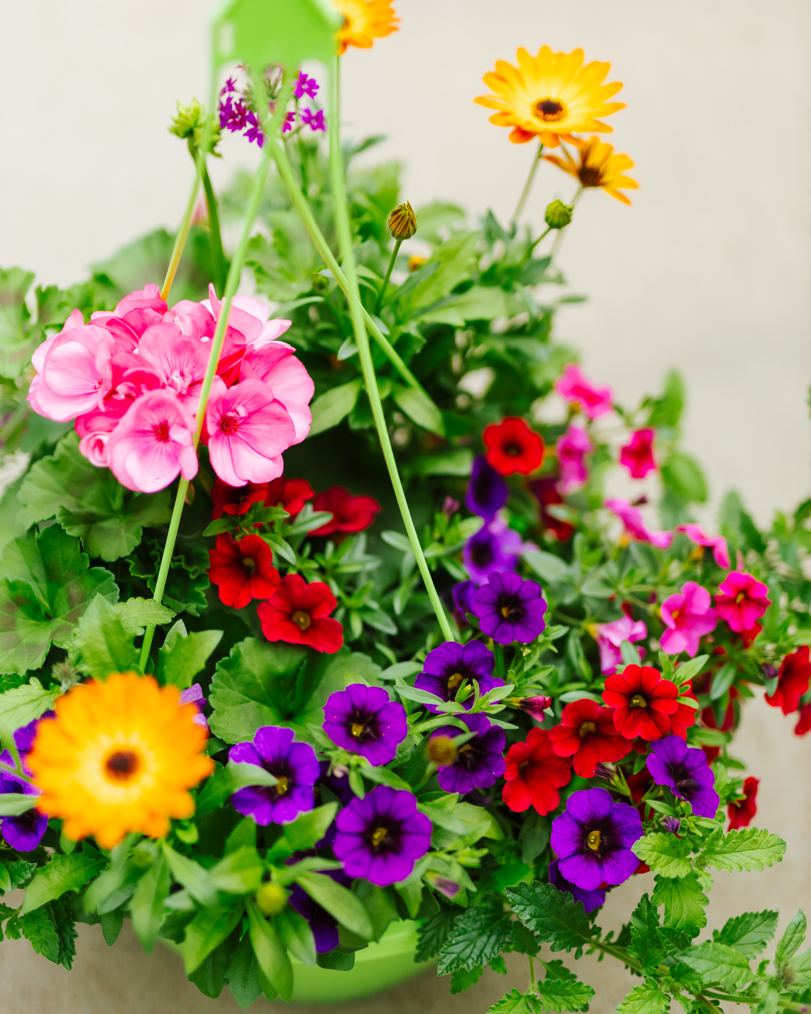 Plum Wine #5 Hanging Basket 14" Sun