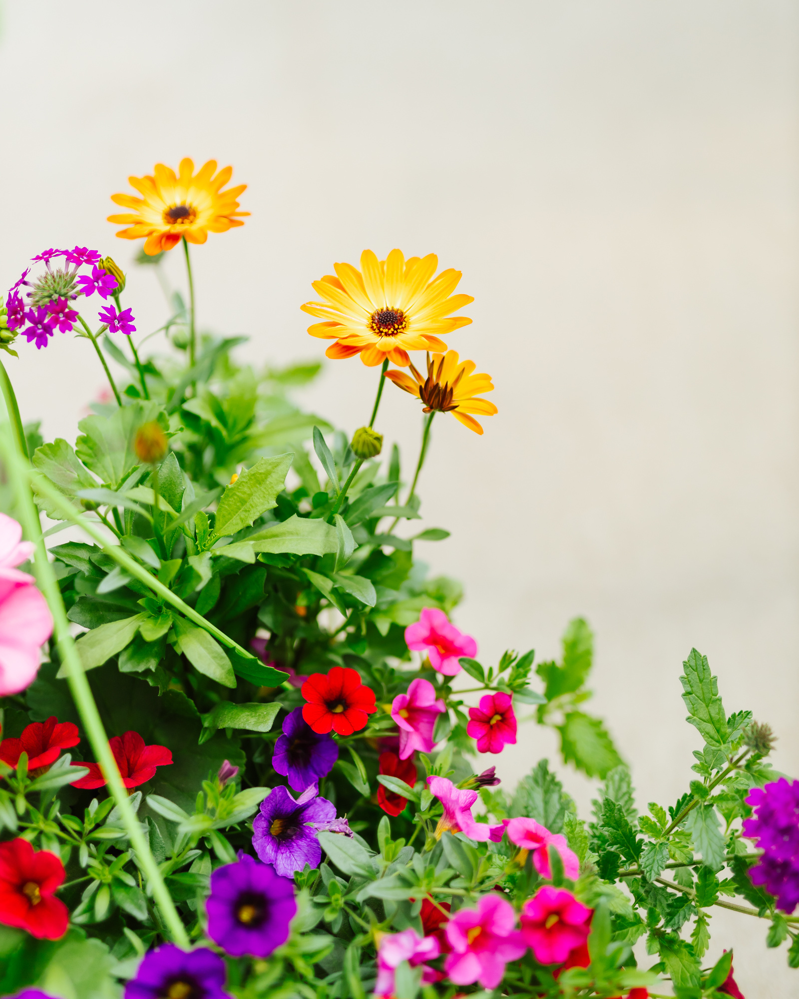 Plum Wine #5 Hanging Basket 14" Sun