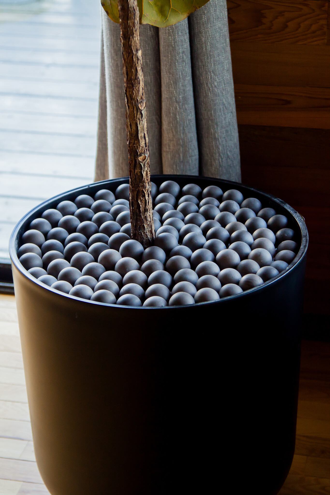 Plant Candii Sphere Plant Candii