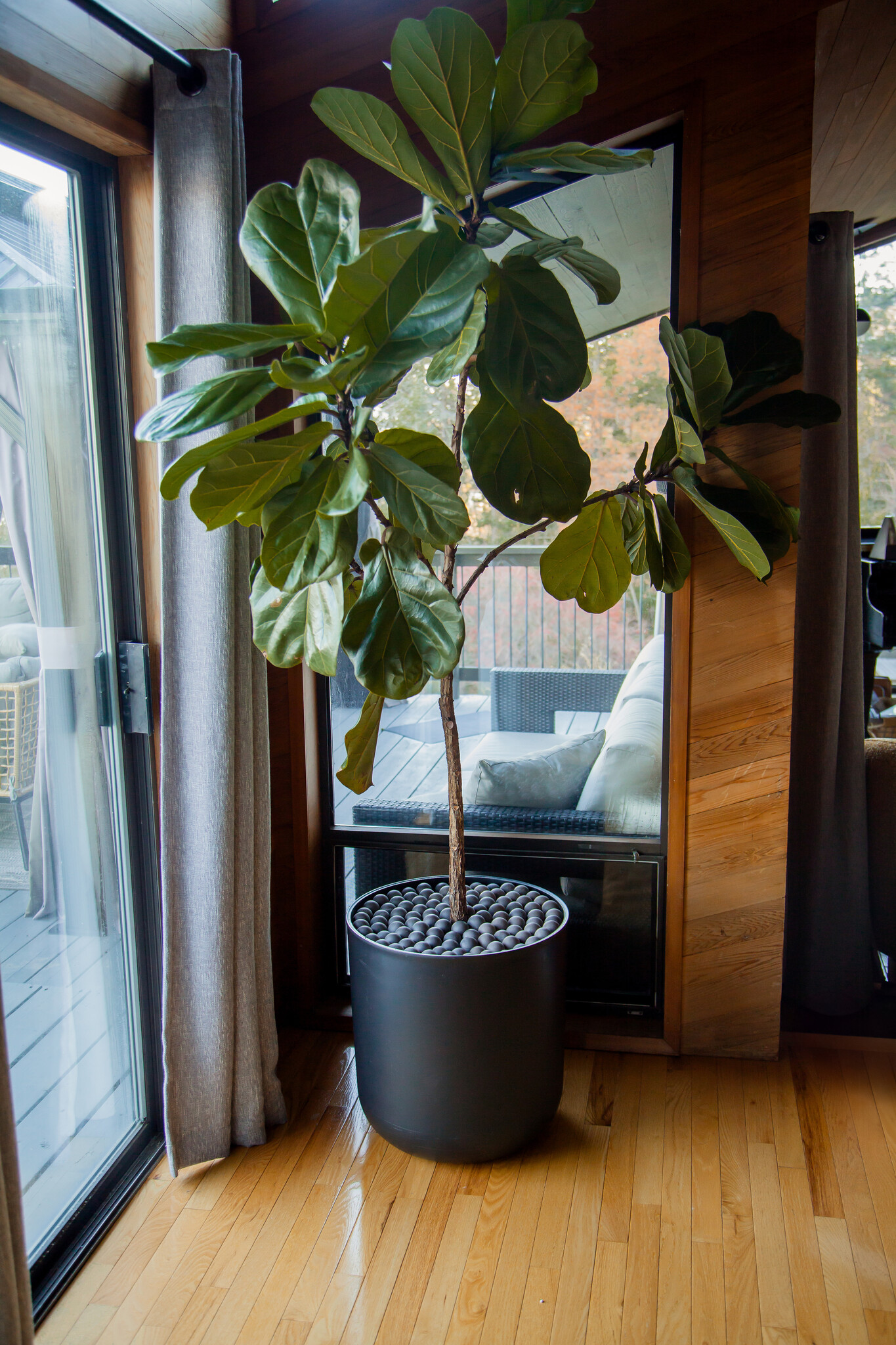 Plant Candii Sphere Plant Candii