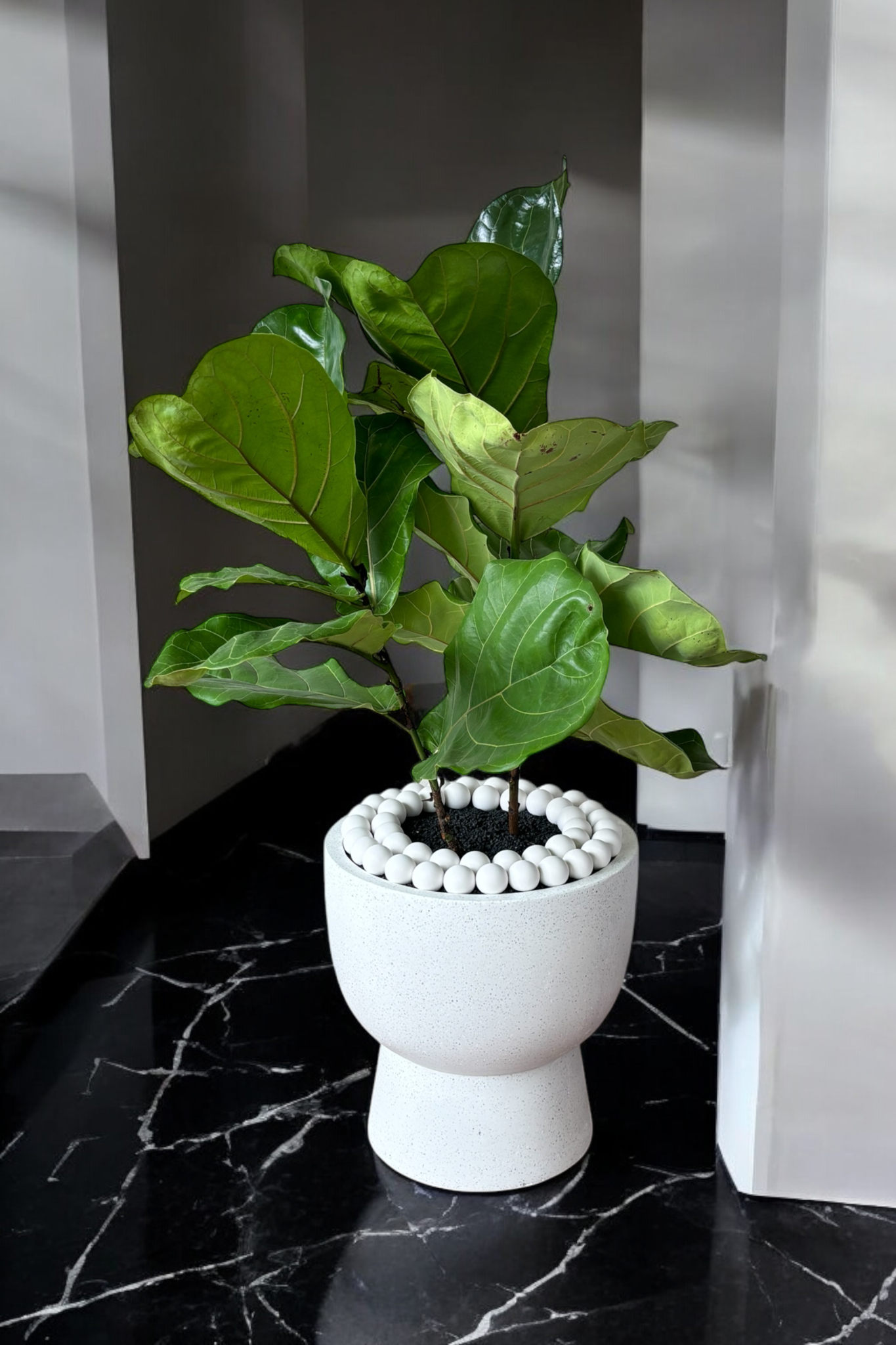 Plant Candii Sphere Plant Candii