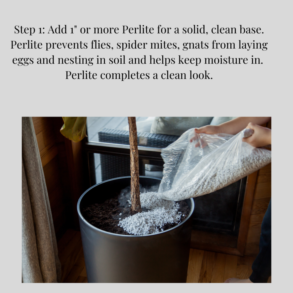 Plant Candii Sphere Plant Candii