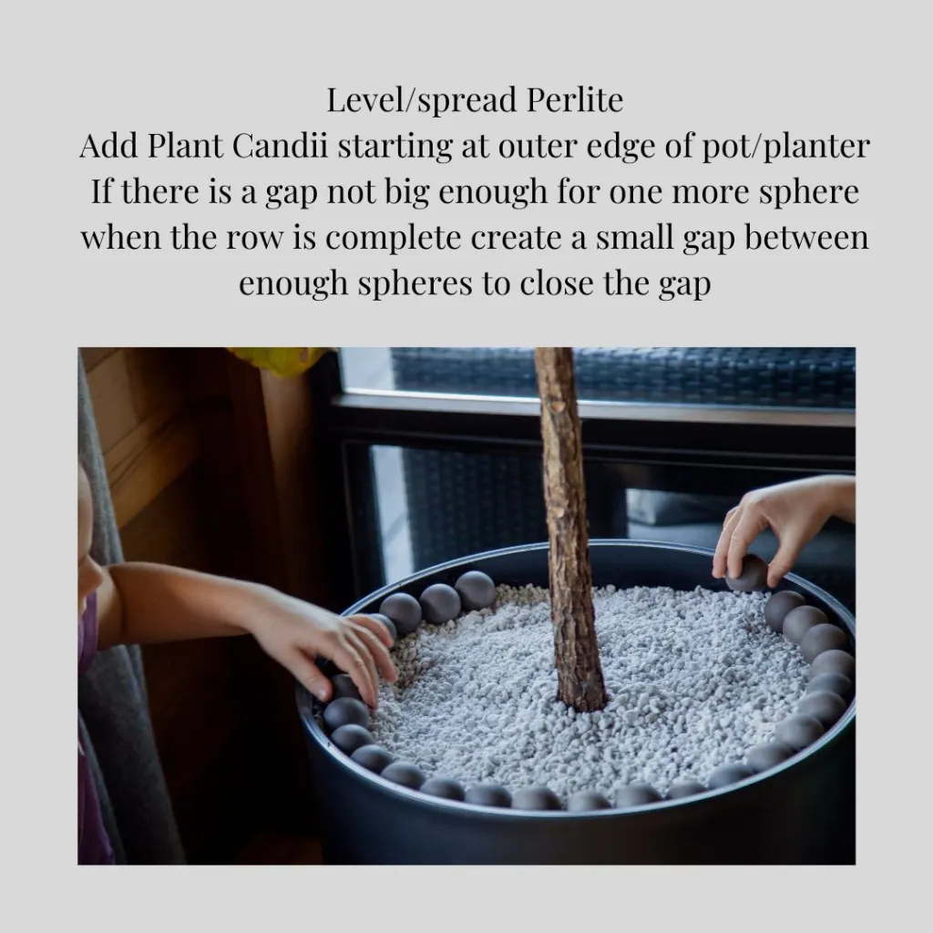 Plant Candii Sphere Plant Candii