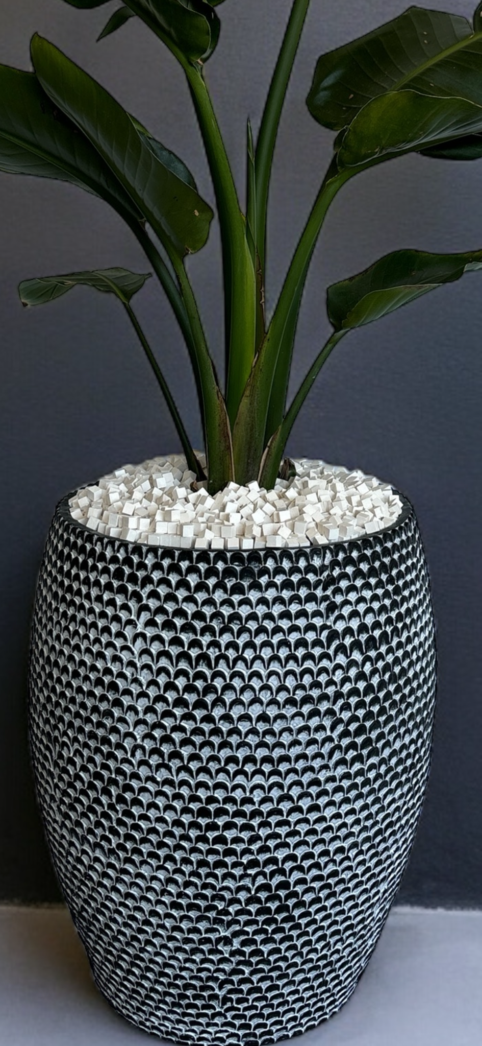 Plant Candii Cube Plant Candii