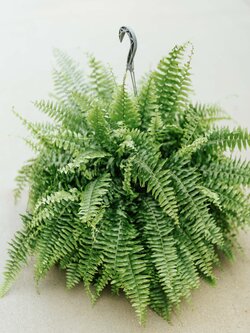 Dutch Growers Boston Fern