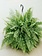 Dutch Growers Boston Fern