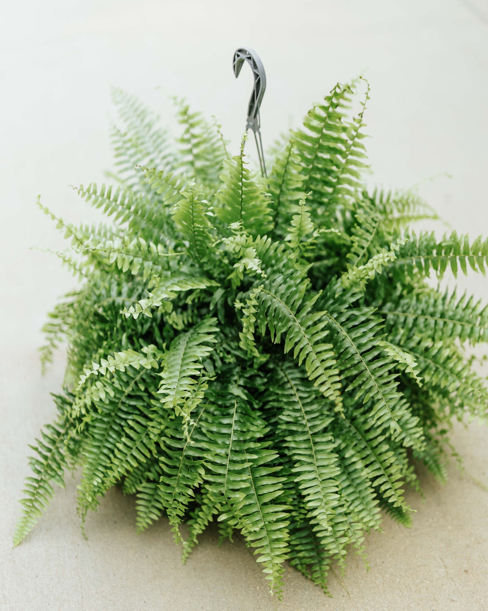 Dutch Growers Boston Fern