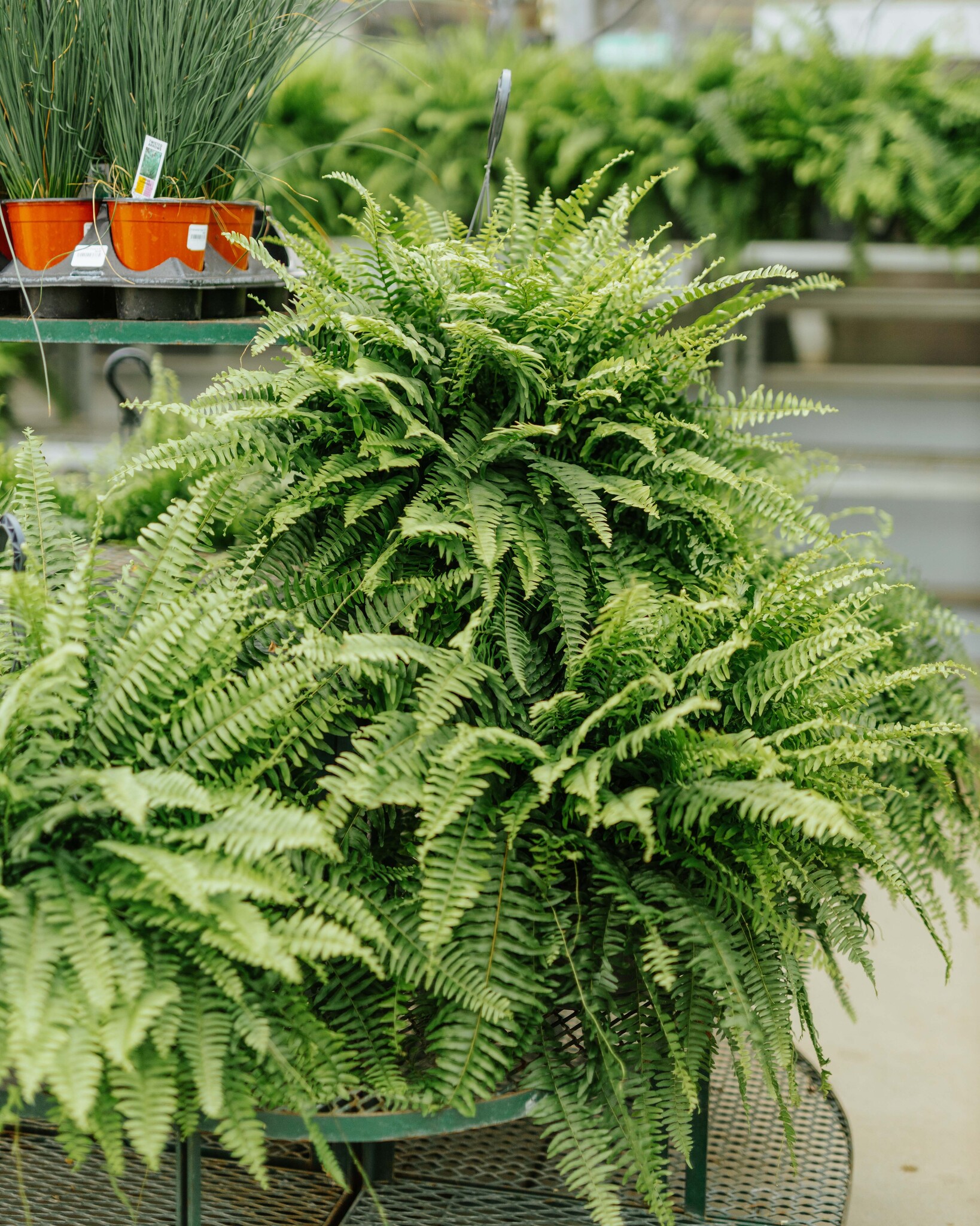 Dutch Growers Boston Fern