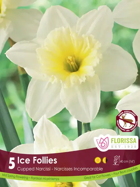 Florissa Narcissus Ice Follies