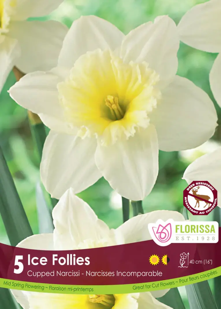 Florissa Narcissus Ice Follies