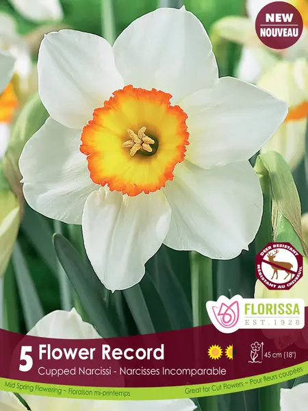 Florissa Narcissus Flower Record