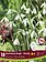 Florissa Galanthus Snowdrop Single