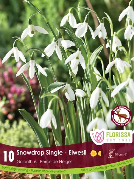 Florissa Galanthus Snowdrop Single