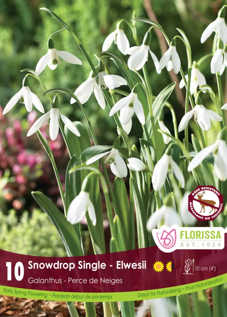 Florissa Galanthus Snowdrop Single