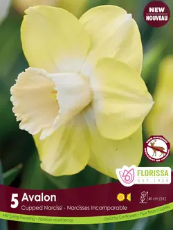 Florissa Narcissus Avalon