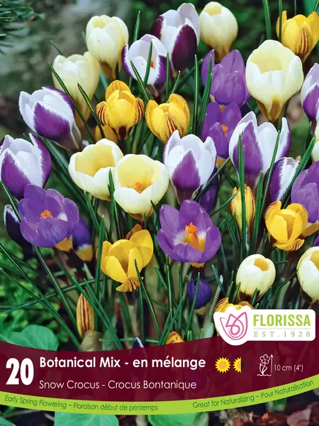 Florissa Snow Crocus Species Mix